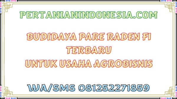 Budidaya Pare Raden F1 Terbaru Untuk Usaha Agrobisnis